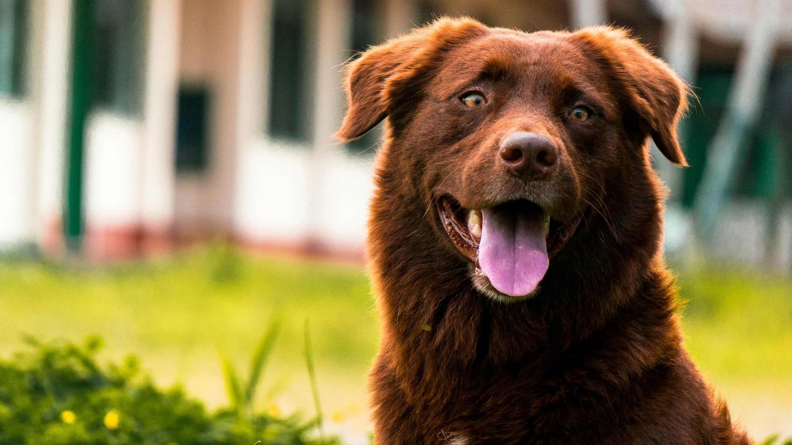 Happy Brown Dog Sitting Outside on Grass with Tongue Out
