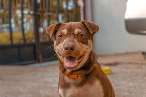 Happy Brown Dog Smiling While Standing on Sidewalk Image