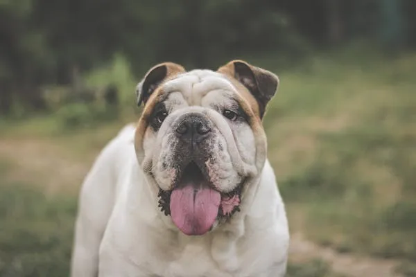 Happy Bulldog Standing on Grass with Tongue Out Wallpaper