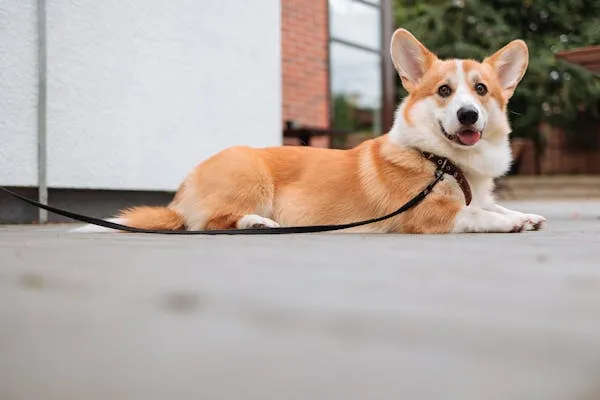 Happy Corgi Dog Lying Outside a Building Free Wallpaper
