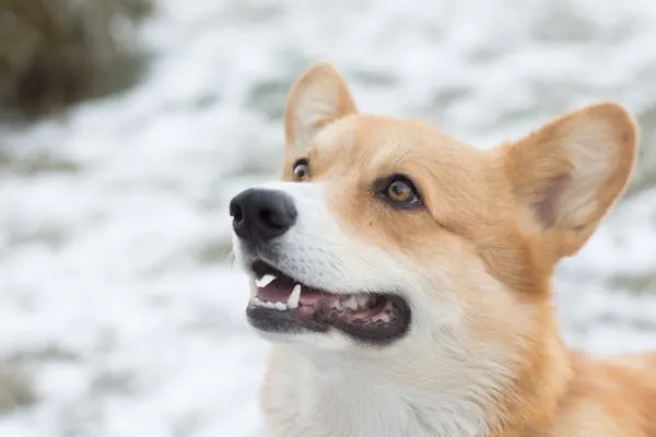 Happy Corgi Puppy Looking Up with Snowy Background Image
