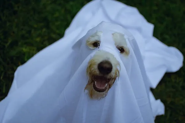 Happy Dog Covered in White Cloth Like a Ghost Costume