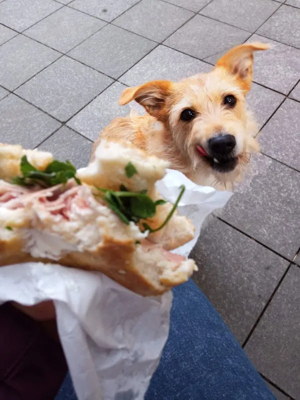 Happy Dog Looking Up While Holding a Sandwich Close By