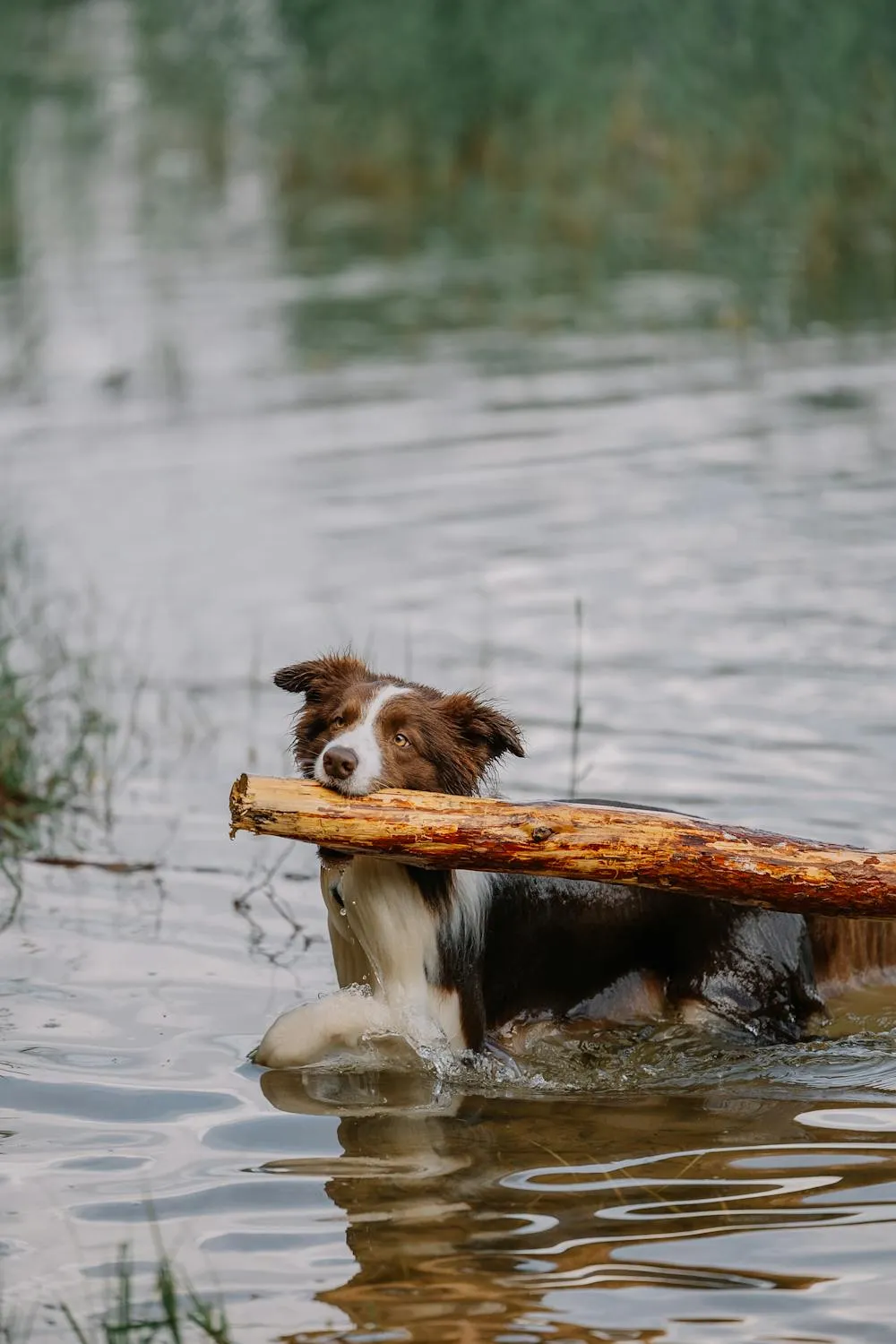 Happy Dog Playing in Water Holding Big Stick in Mouth Hd