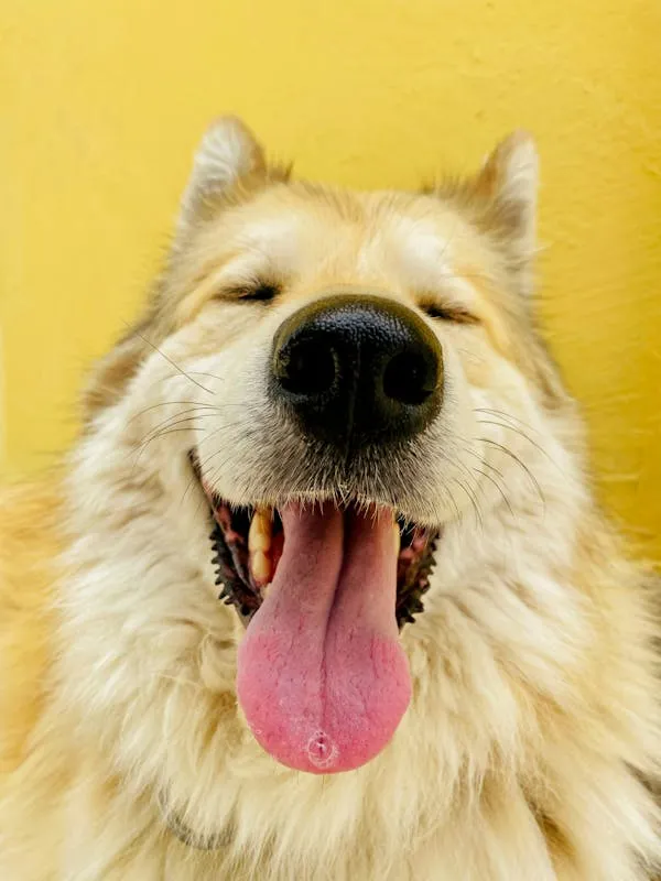 Happy Fluffy Dog Smiling with Tongue Out in a Yellow Wall