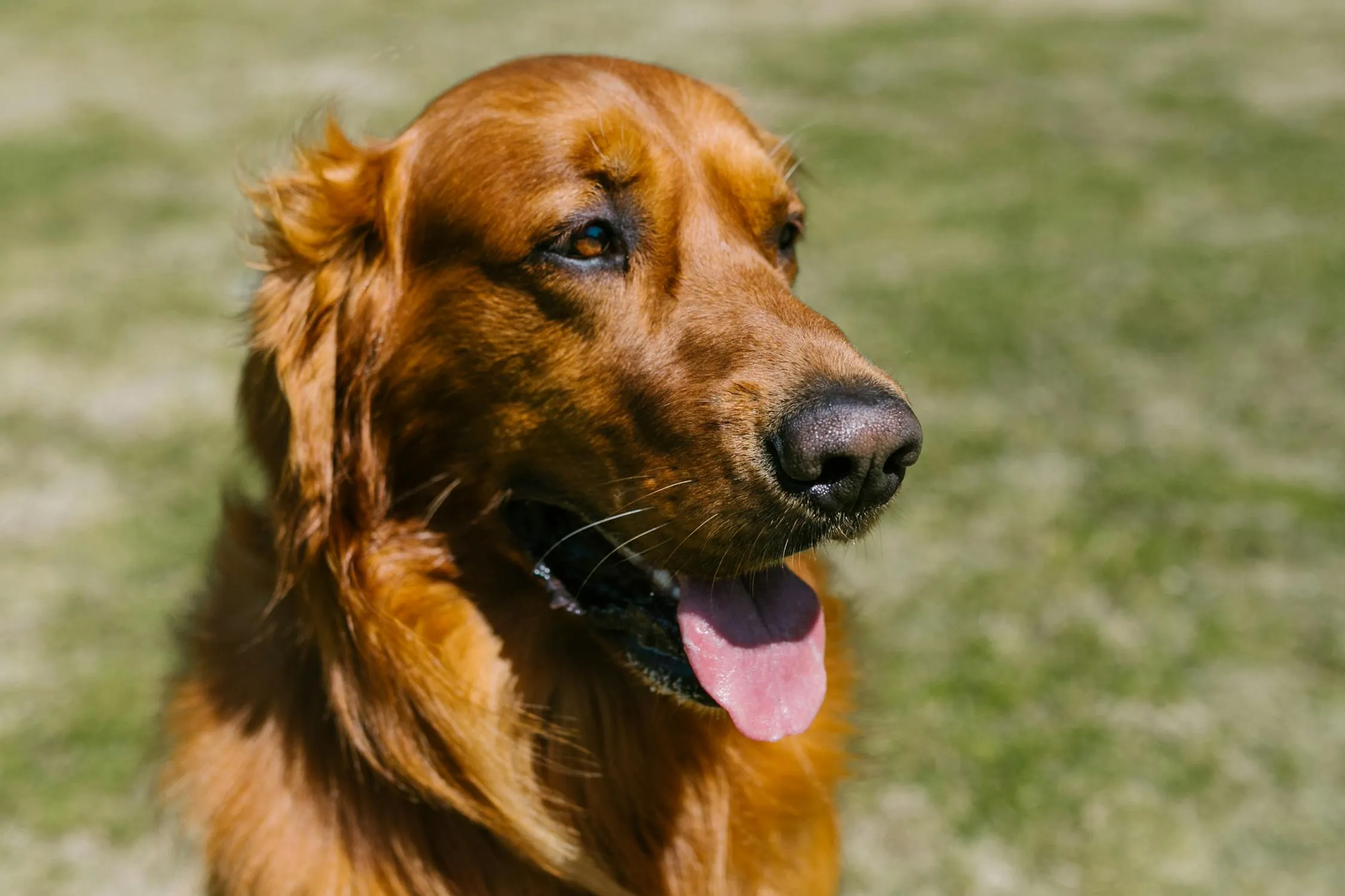 Happy Golden Retriever Enjoying a Bright Day Outside Hd