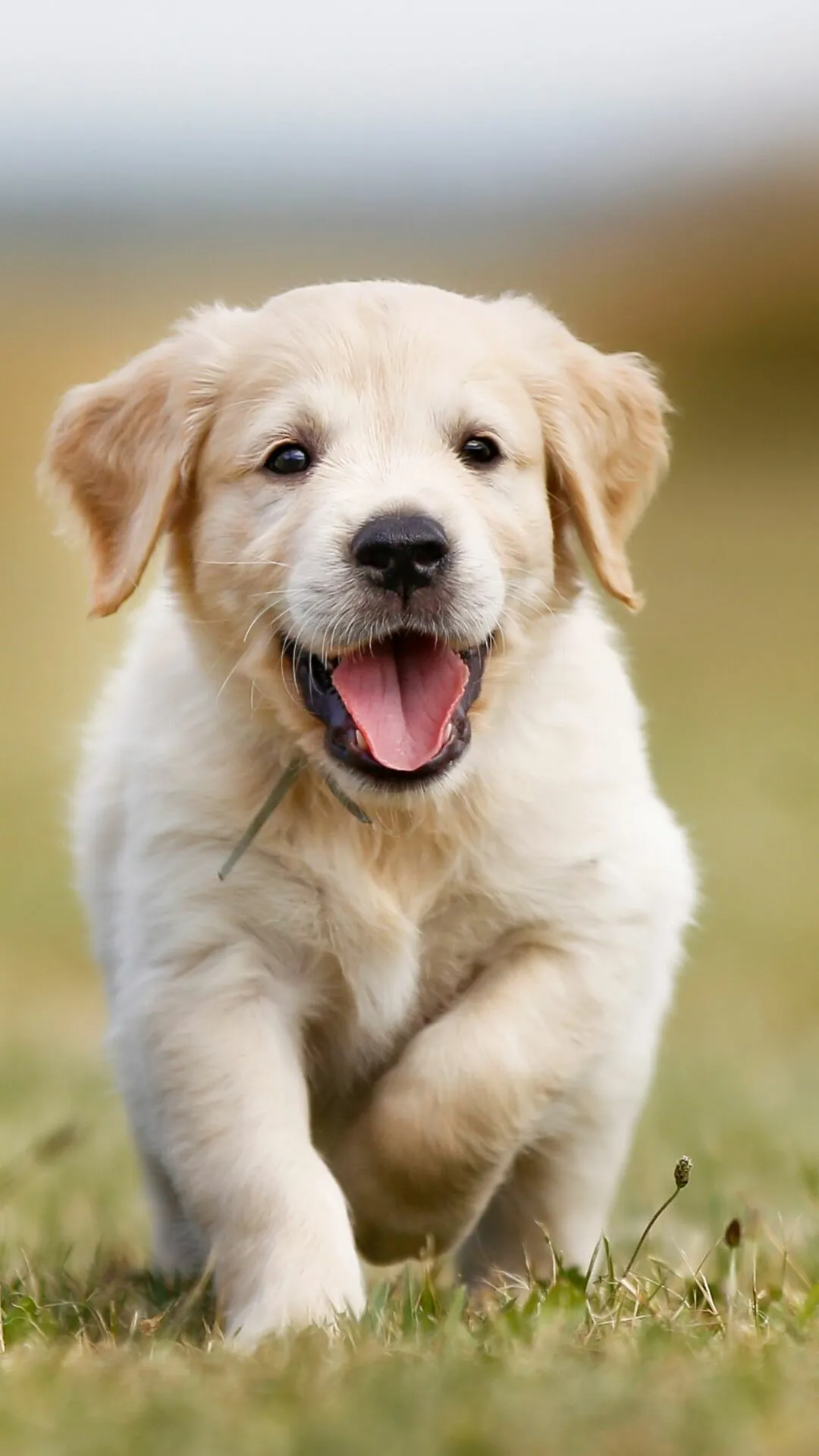Happy Golden Retriever Puppy Coming Towards the Camera Image