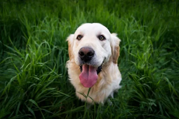 Happy Golden Retriever Puppy Sitting in Grass and Posing