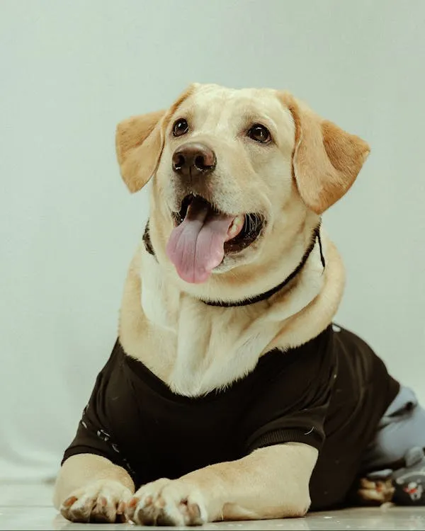 Happy Labrador Retriever Wearing Black Shirt Wallpaper