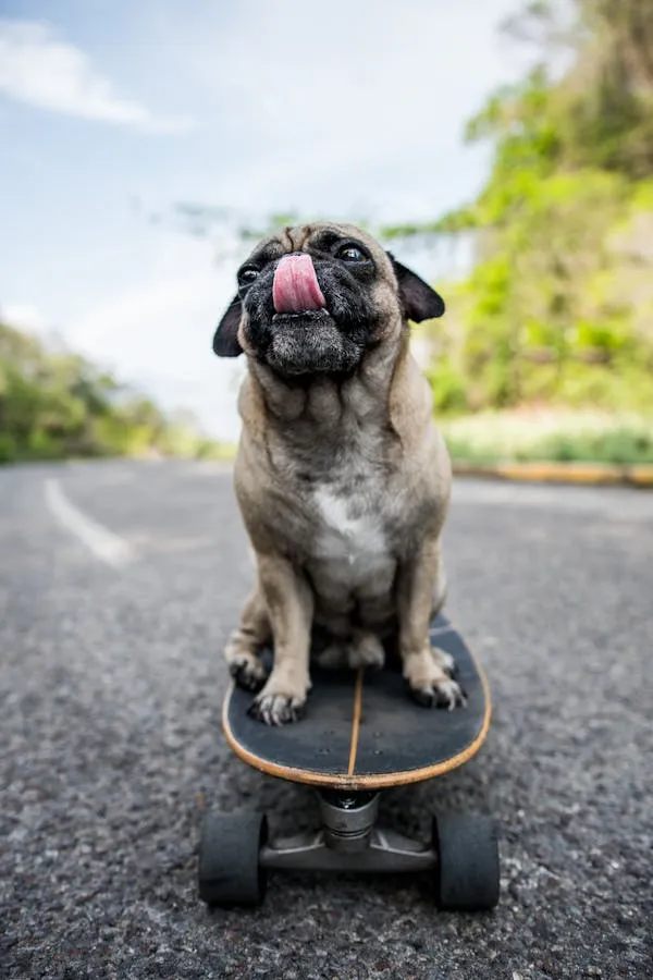 Happy Pug Sitting on a Skateboard with Tongue Out Hd Image