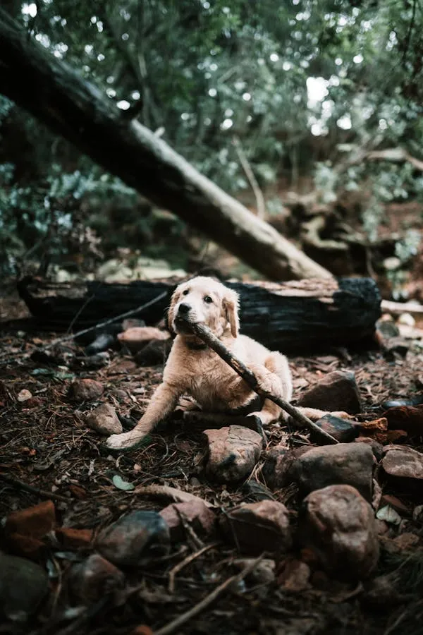 Happy Puppy Exploring Forest Floor Under Sunlight Beams