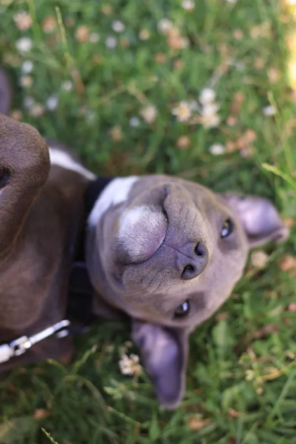 Happy Puppy Lying on Grass with Small Flowers Around Image