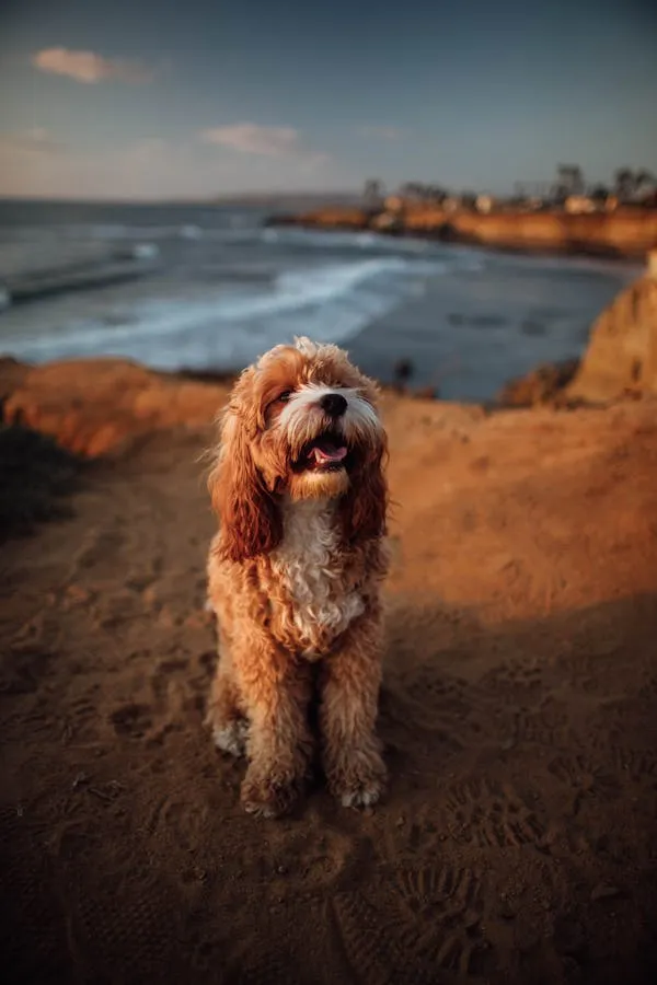 Happy Puppy Standing on a Rocky Cliff with the Ocean Behind