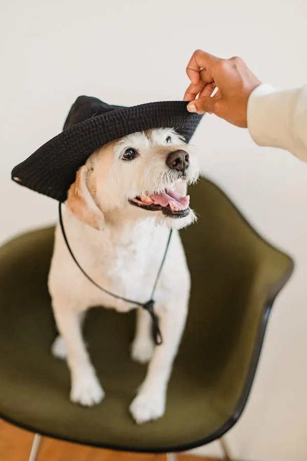 Happy Puppy Wearing Cow Boy Hat Sitting on Modern Chair