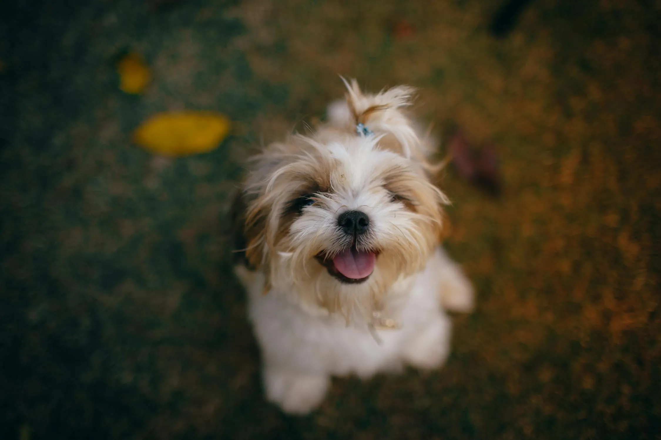 Happy Shih Tzu Puppy Smiling with Top Knot Hairstyle Image