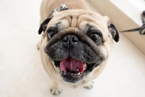 Happy Smiling Pug Dog Looking Up with Open Mouth Wallpaper