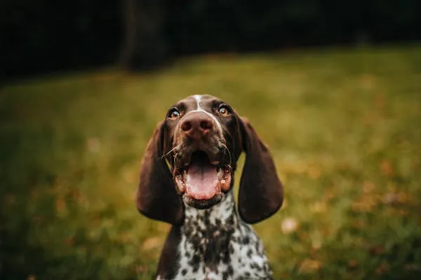 Happy Spotted Dog Smiling on a Sunny Grassy Field Image