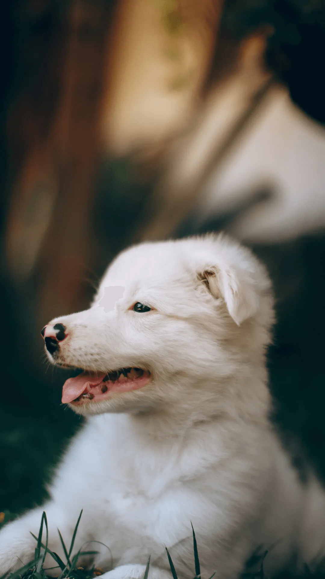 Happy White Fluffy Puppy Enjoying the Fresh Air Wallpaper