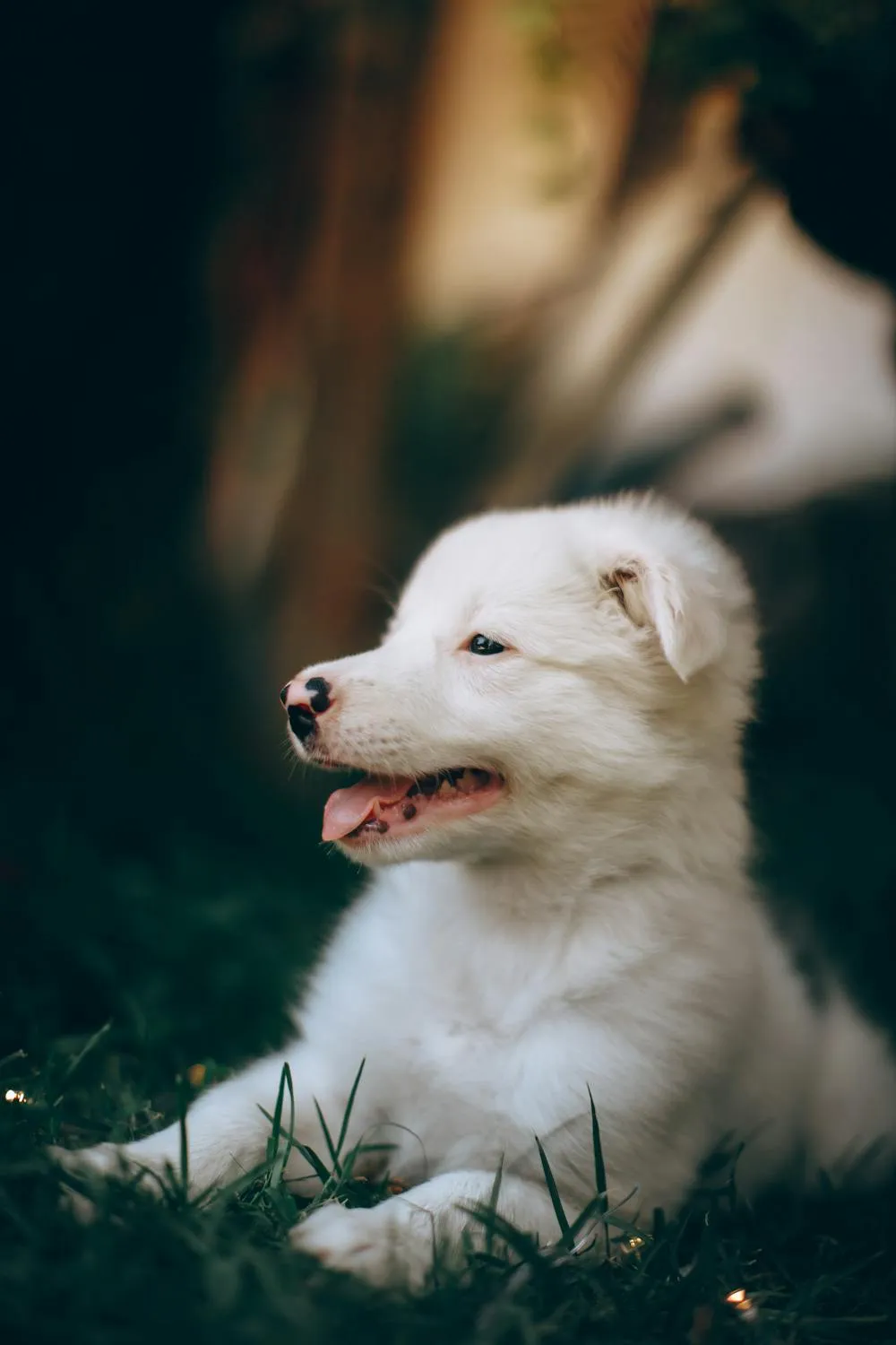 Happy White Puppy Sitting in Grass and Enjoying Sunlight
