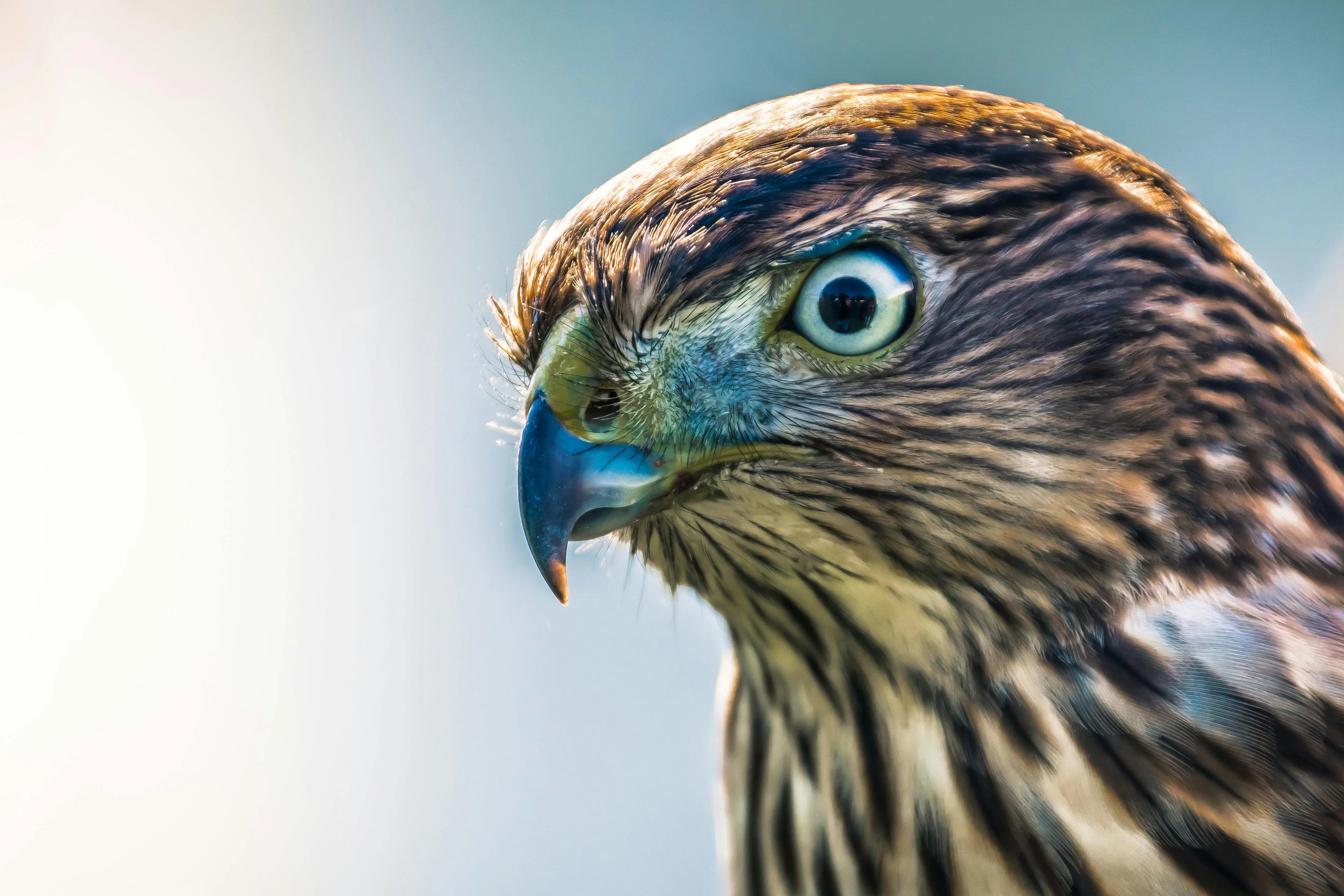 Hawk Bird with Sharp Eyes Perched on Tree Branch Wallpaper