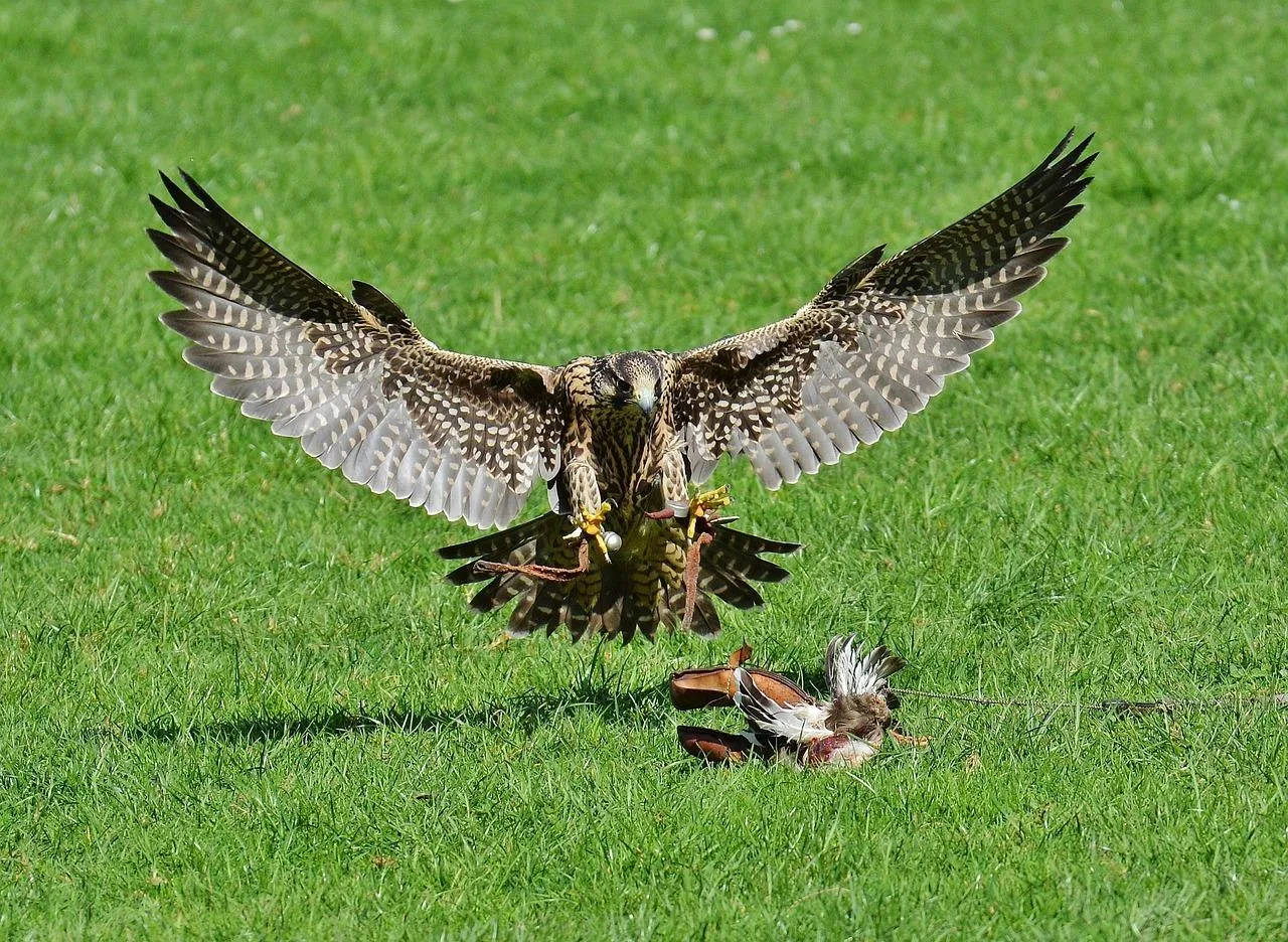 Hawk in Flight Against Green Field Background Wallpaper
