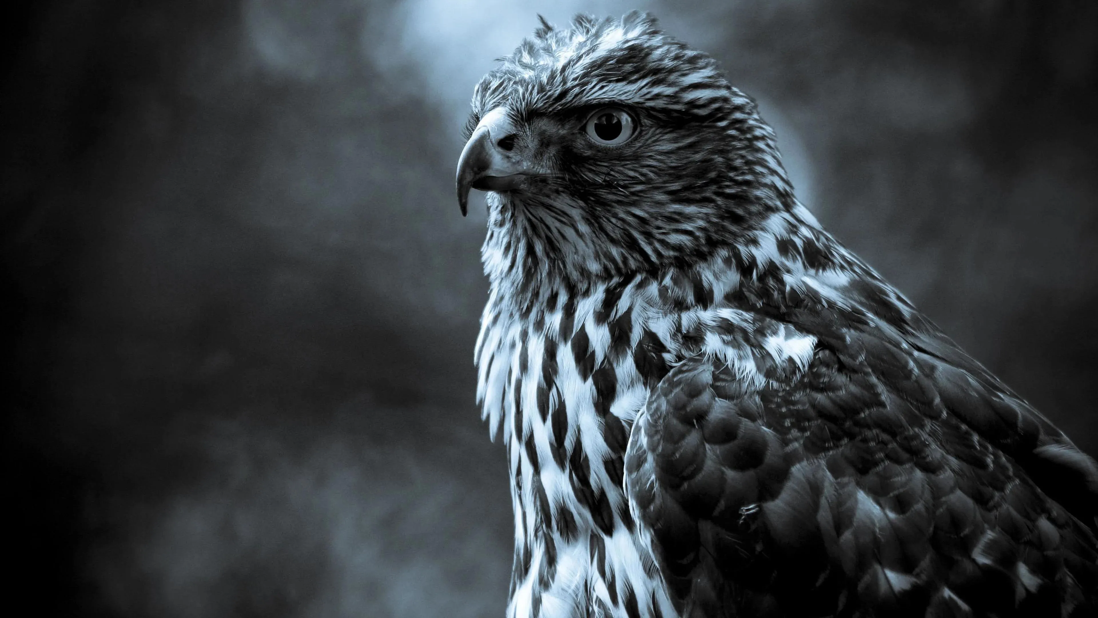 Hawk Perched High with Intense Yellow Gaze Wallpaper