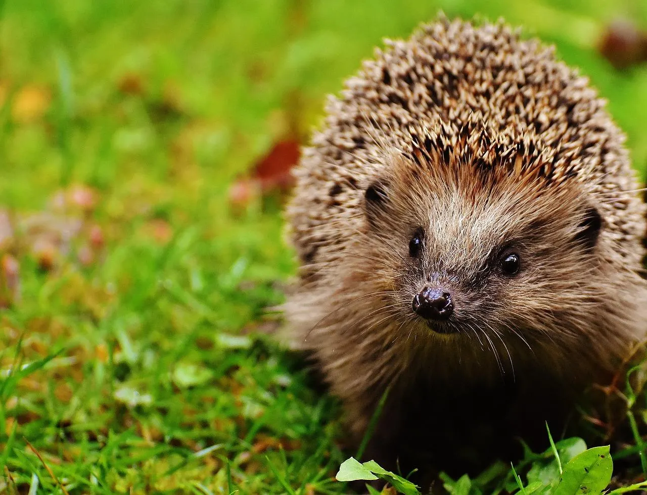 Hedgehog Walking Through Grass With Cute Snout Wallpaper