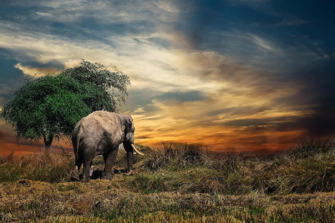 Herd of Elephants Walking During Sunset Time Wallpaper