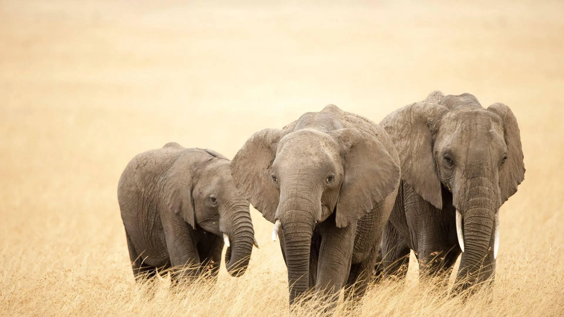 Herd of elephants walking in dusty terrain free Wallpaper