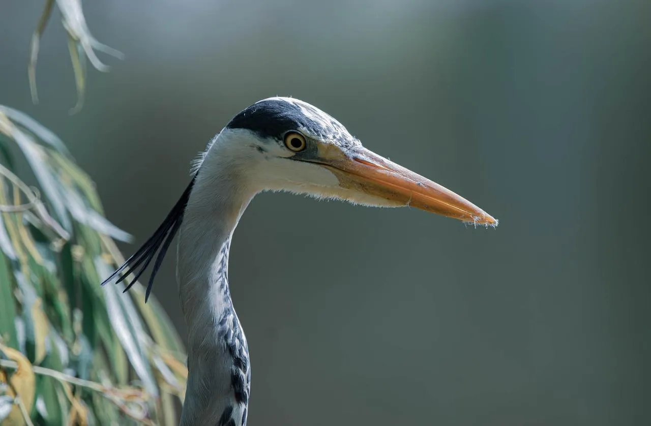 Heron stands still in tall grass of the marshland Wallpaper