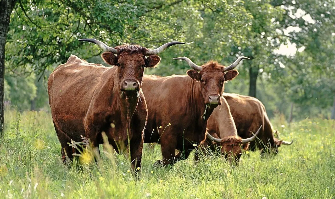 Highland Cattle Grazing Peacefully in Rural Field Wallpaper
