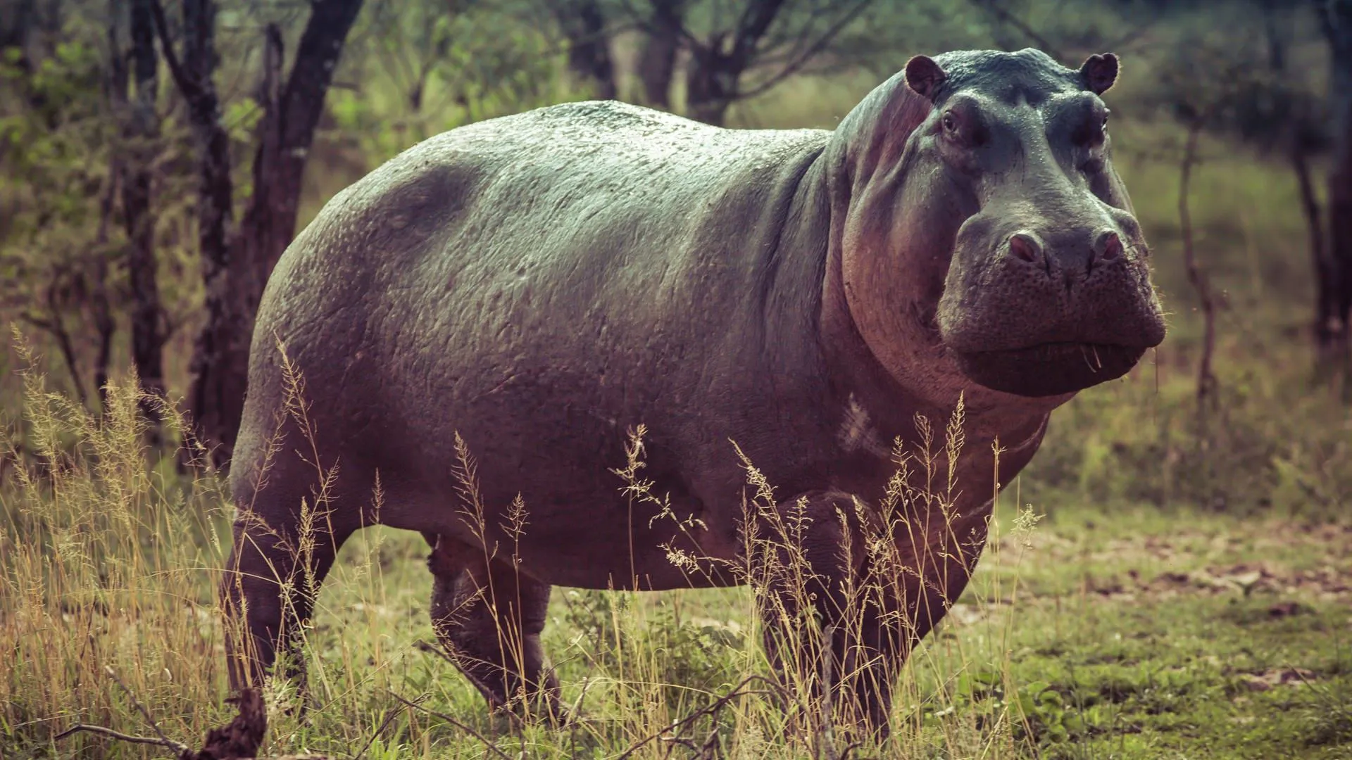 Hippo Standing Calmly in Grassland During Daytime Wallpaper