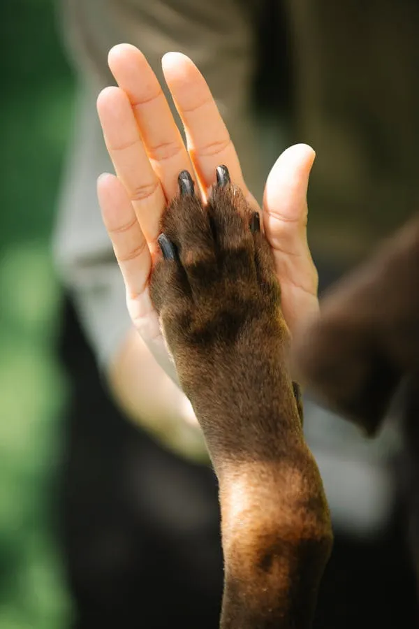 Human Hand and Puppy Paw Holding in a Friendly Bond Hd