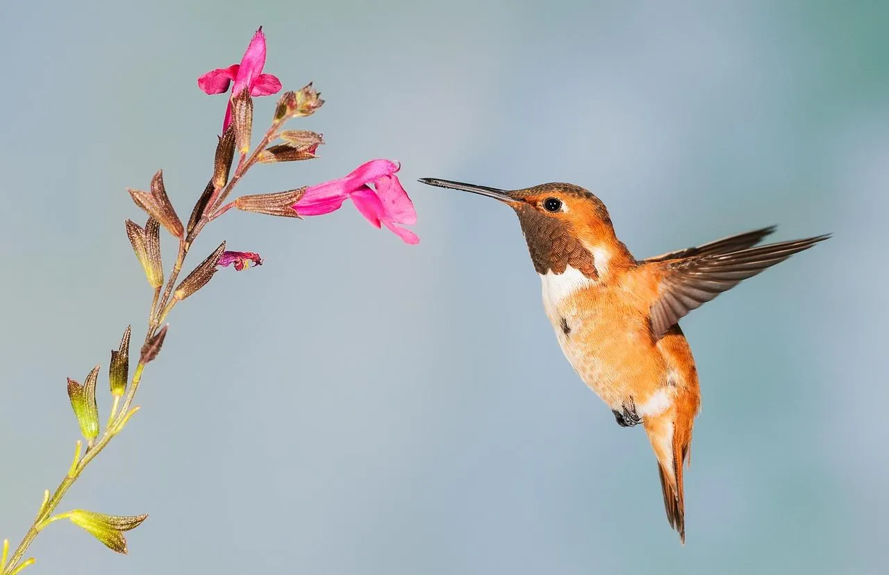 Hummingbird feeding from a pink flower with wings flapping