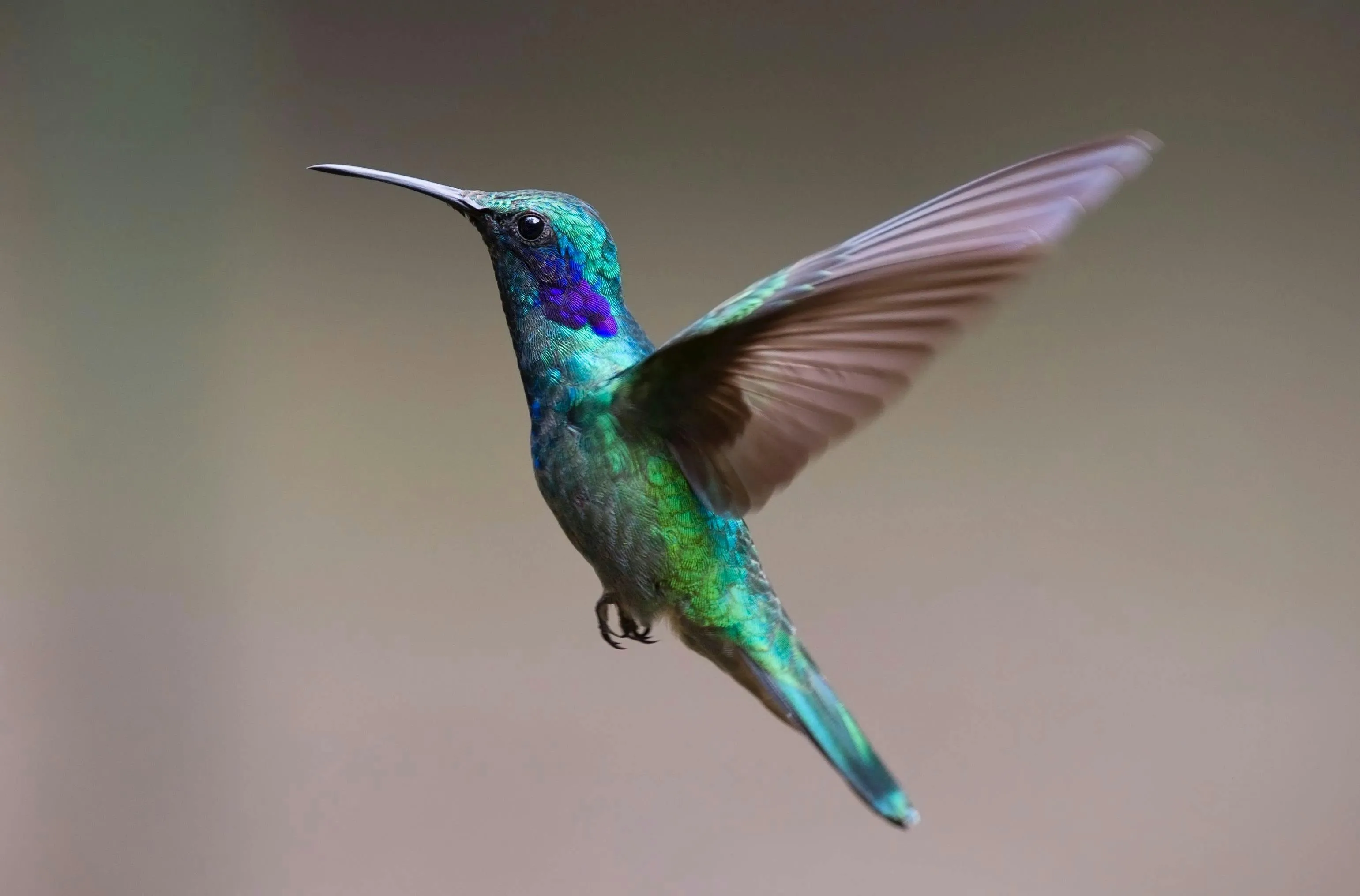 Hummingbird Hovering in Midair with Vibrant Colored Feathers