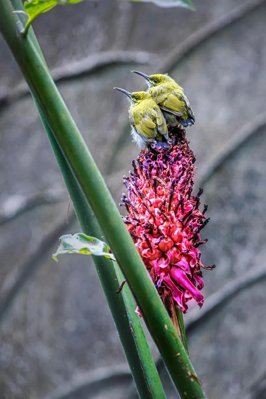 Hummingbird Hovering Near Bright Pink Flower Wallpaper