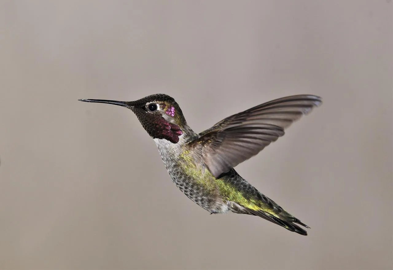 Hummingbird Hovering Near Flower with Wings Spread