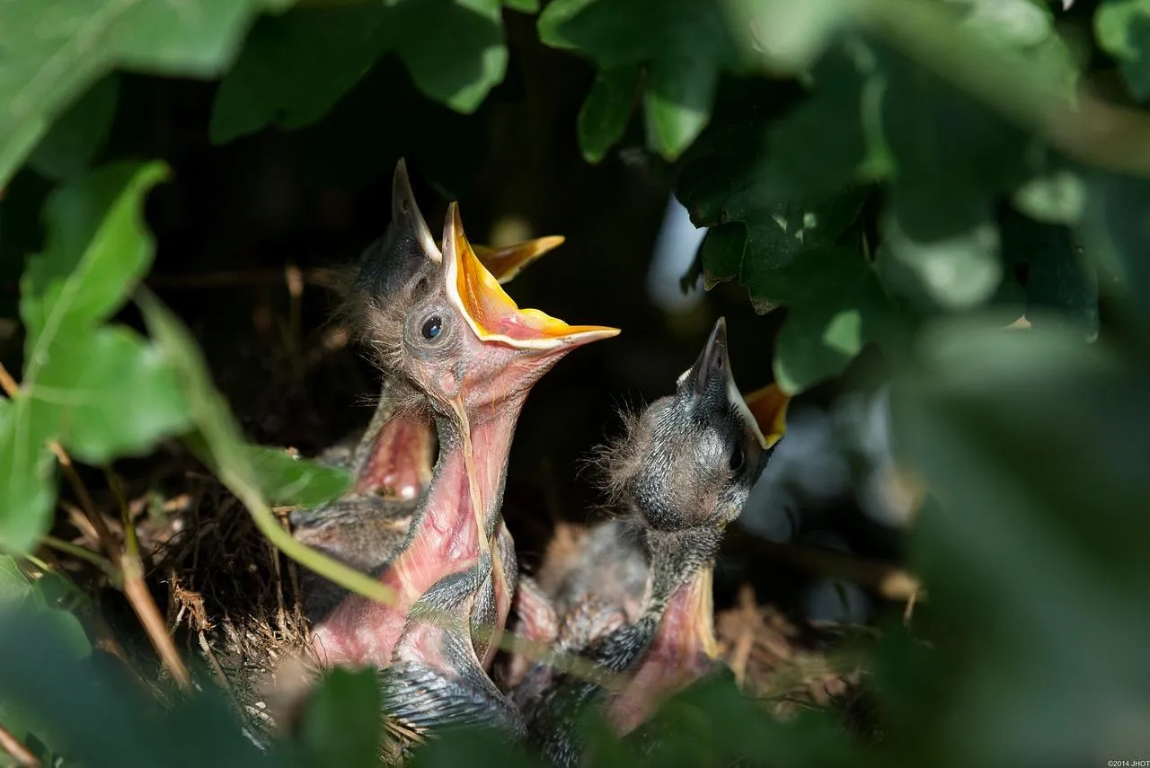 Hungry Baby Birds Waiting for Food in a Leafy Nest
