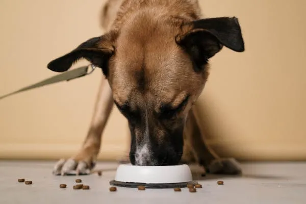 Hungry Puppy Eating Dry Food From a White Bowl Wallpaper