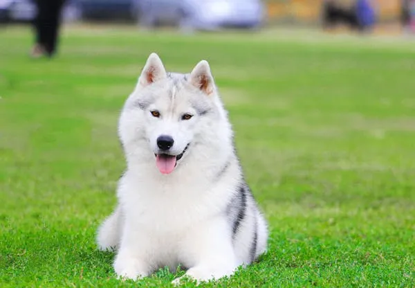 Husky Dog Sitting Happily on Green Grass with Tongue Out