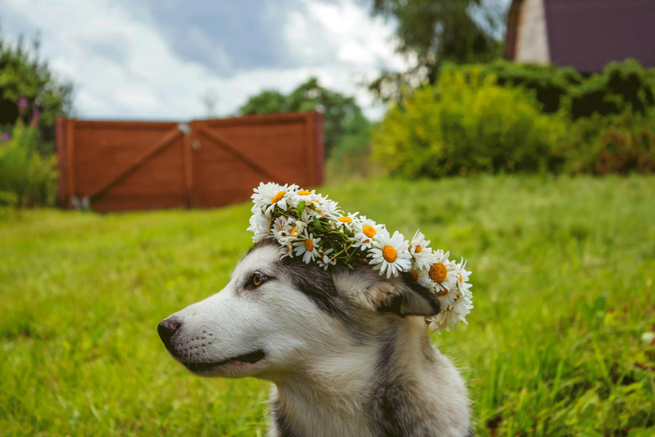 Husky Dog Wearing a Flower Crown Sitting on Green Grass