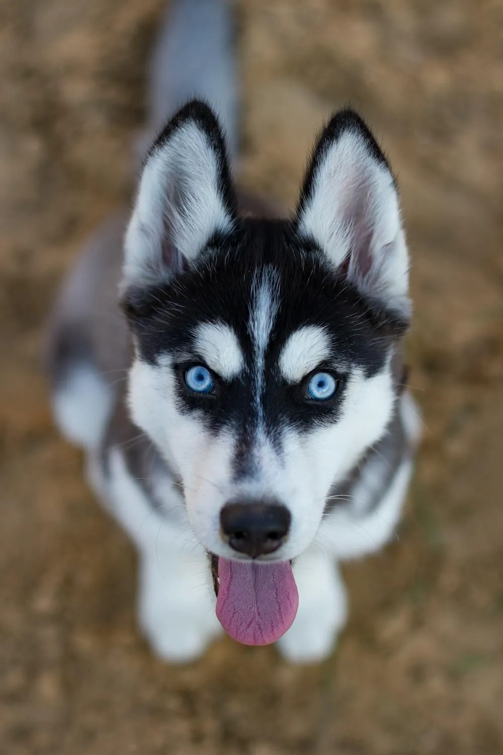 Husky Puppy Looking Up with Blue Eyes and Tongue Out Hd