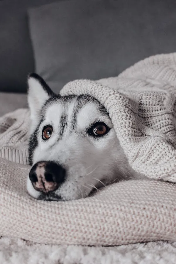 Husky Puppy Lying Comfortably on a Warm Knitted Blanket