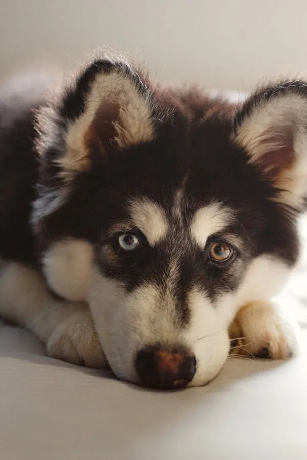 Husky Puppy Lying Down with Piercing Blue Eyes Wallpaper