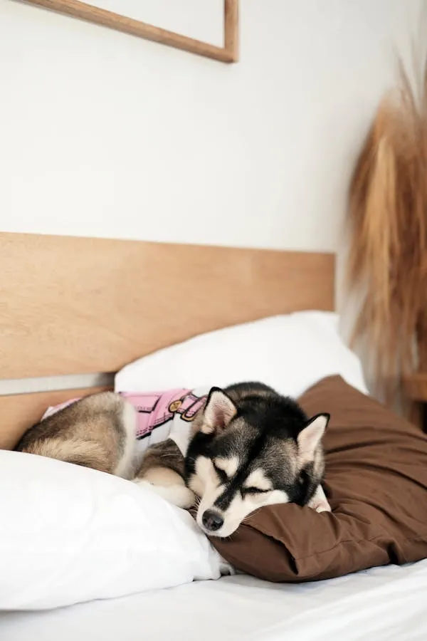 Husky Puppy Peacefully Sleeping on a Brown Pillow Hd Image