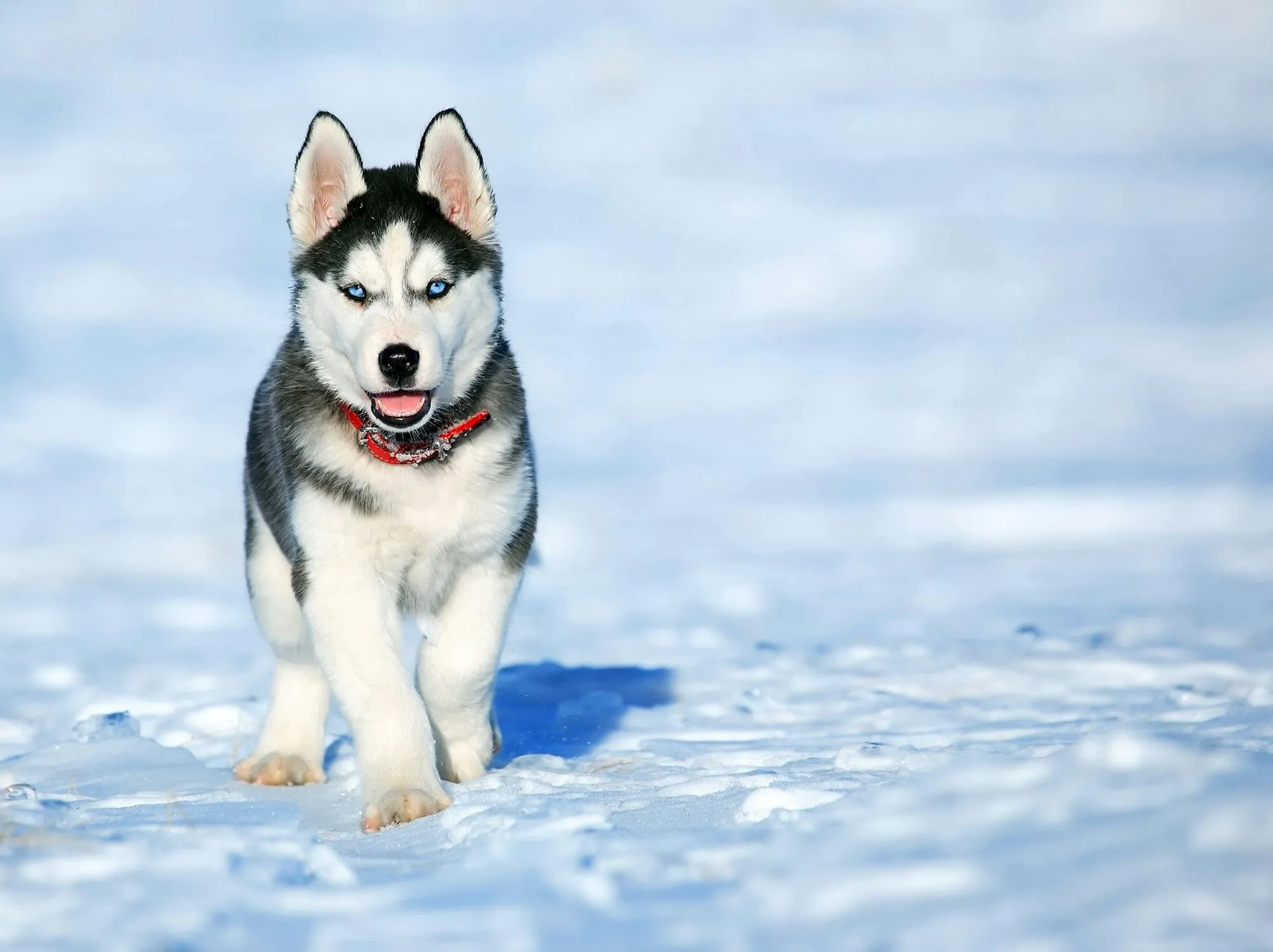 Husky Puppy Walking Confidently on Snow Free Wallpaper