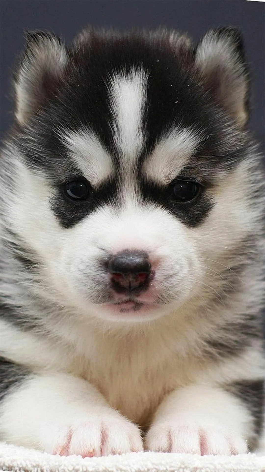 Husky Puppy with Black and White Fur Looking Straight