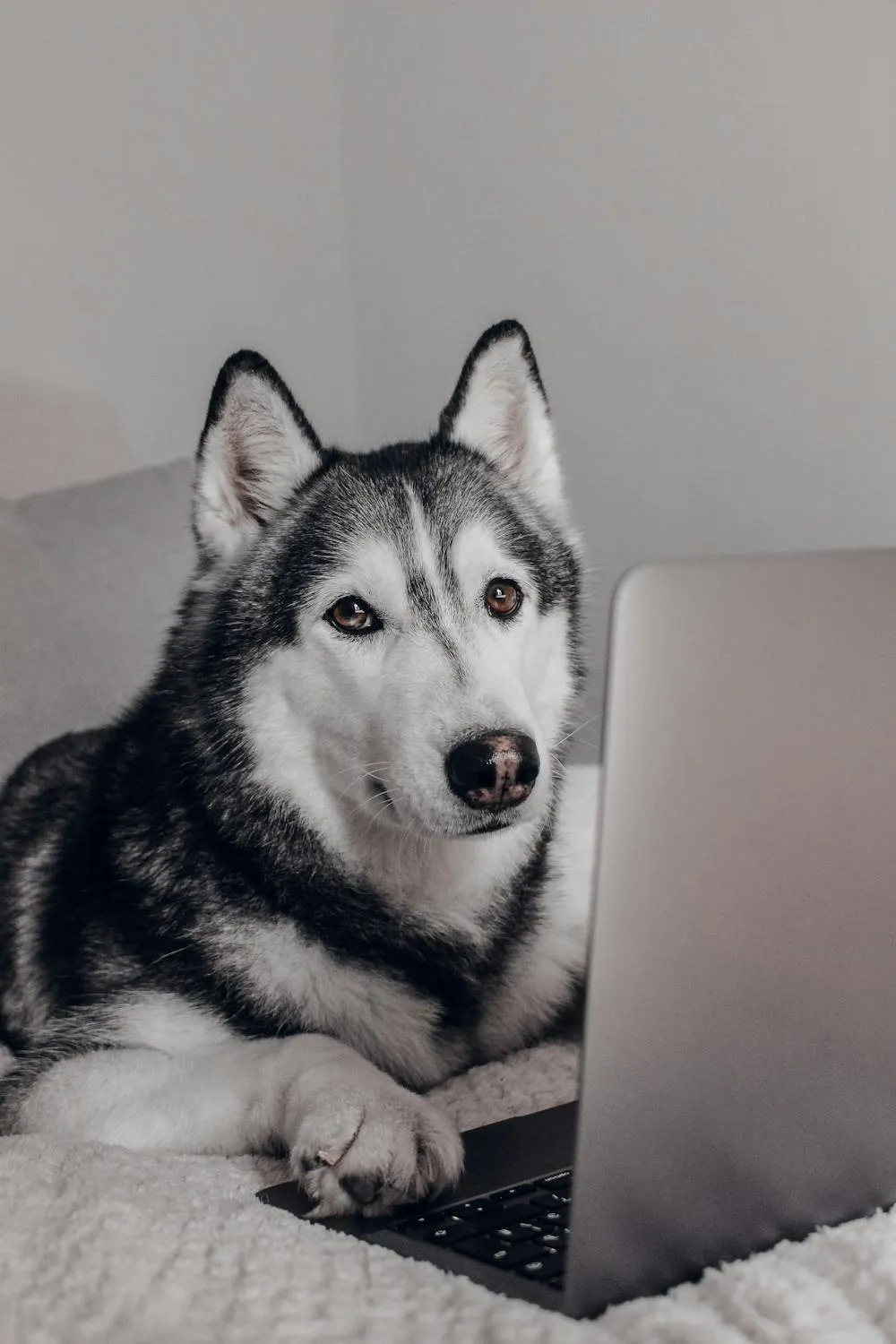 Husky with Laptop Looking Curious on Cozy Gray Sofa Image