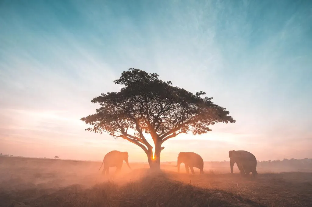 Iconic Acacia Tree Silhouette at Sunset on African Plains