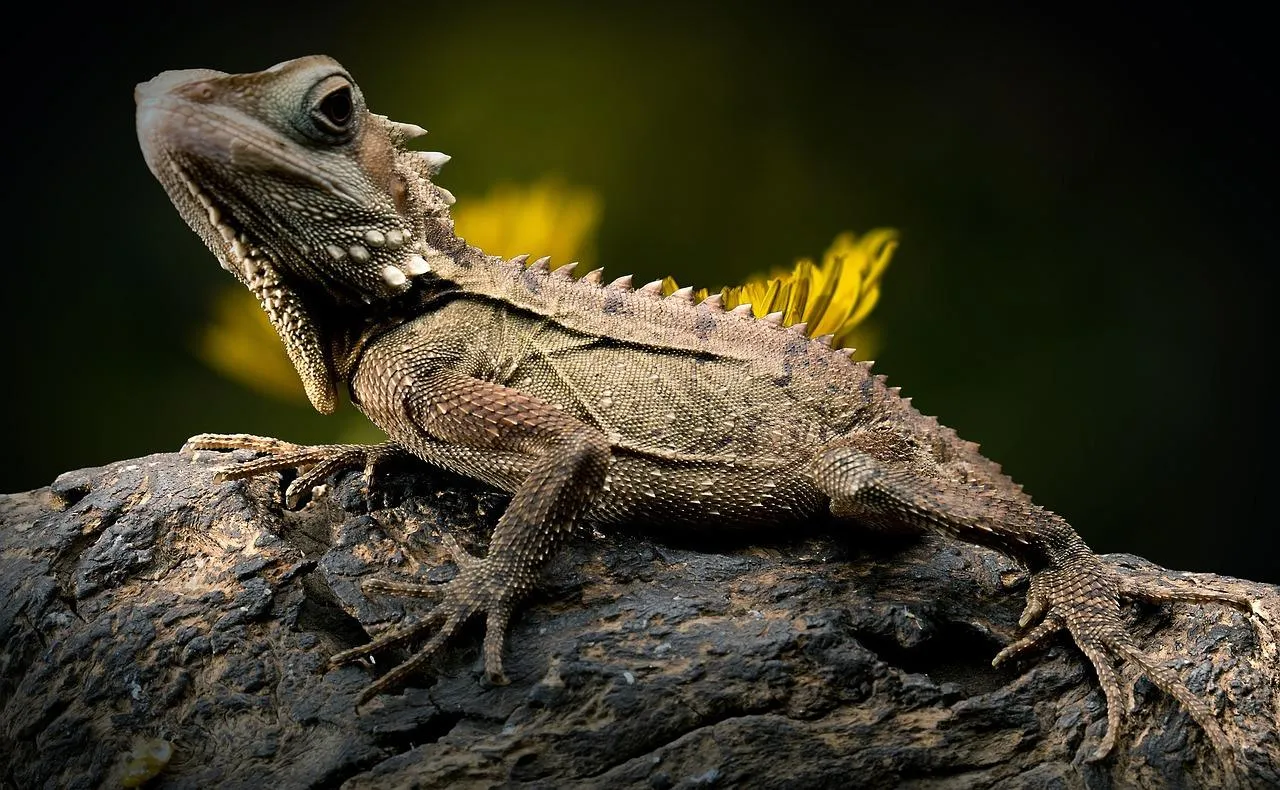 Iguana resting on a log near water free Wallpaper